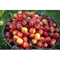 A bucket of ripe Ranier Cherries are freshly picked in the Okanagan British Columbia Canada Poster Print (8 x 10)   